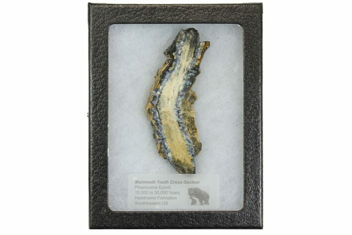 Mammoth Molar Slice With Case - South Carolina #144342
